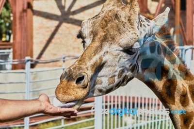 Giraffe At The Zoo Stock Photo