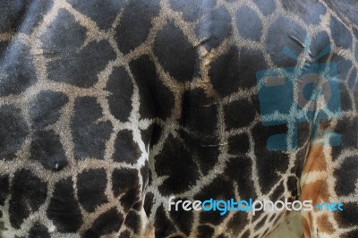 Giraffe background Stock Photo