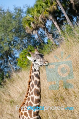 Giraffe (giraffa Camelopardalis) In South Africa Stock Photo