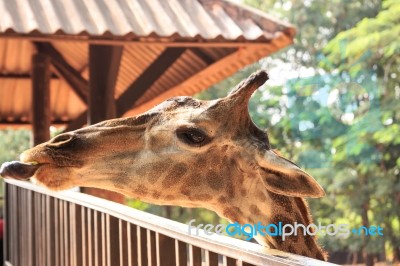 Giraffe Head Close Up Stock Photo