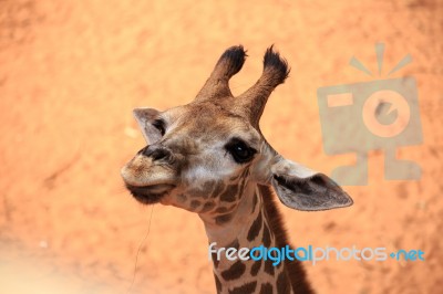 Giraffe Head Close Up Stock Photo