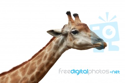 Giraffe Head Shot Isolated Background Stock Photo