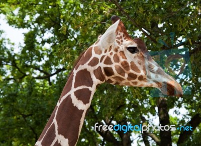 Giraffe In City Zoo Stock Photo