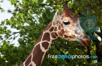 Giraffe In City Zoo Stock Photo