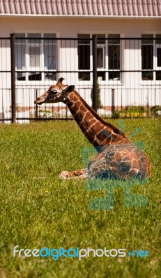 Giraffe In City Zoo Stock Photo