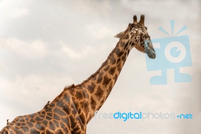 Giraffe In Serengeti Stock Photo