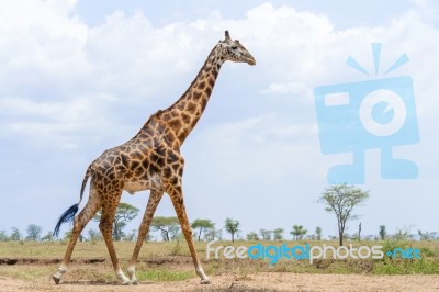 Giraffe In Serengeti Stock Photo