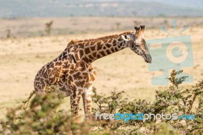 Giraffe In Serengeti Stock Photo