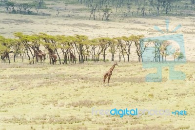 Giraffe In Serengeti National Park Stock Photo