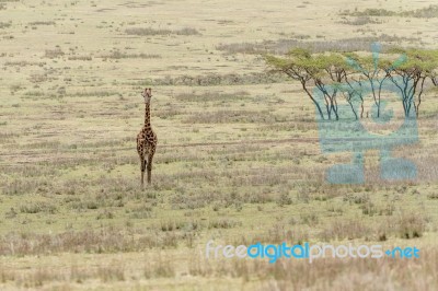 Giraffe In Serengeti National Park Stock Photo