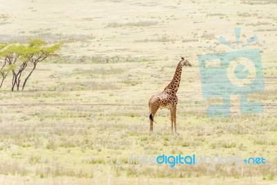 Giraffe In Serengeti National Park Stock Photo