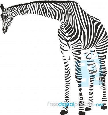 Giraffe In The Zebra Camouflage Stock Image