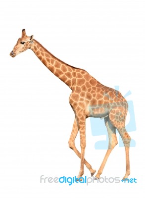 Giraffe Isolated Stock Photo