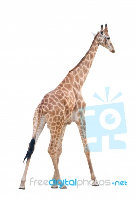 Giraffe Isolated Stock Photo