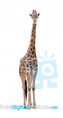 Giraffe Isolated Stock Photo