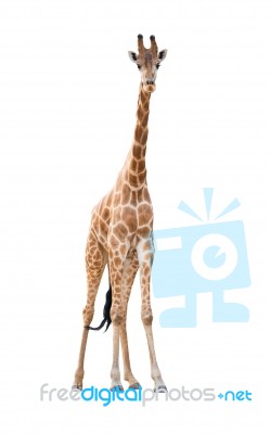 Giraffe Isolated Stock Photo