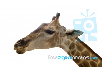 Giraffe Isolated On White Background Stock Photo