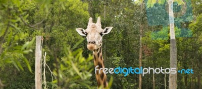 Giraffe Looking For Food During The Daytime Stock Photo