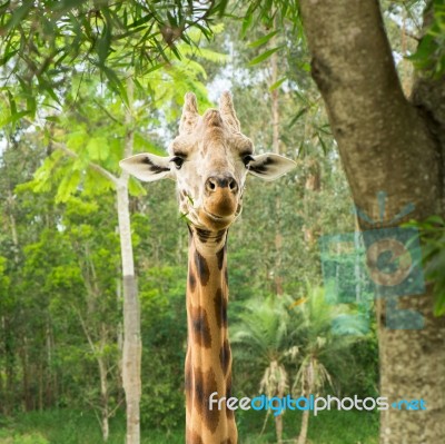 Giraffe Looking For Food During The Daytime Stock Photo