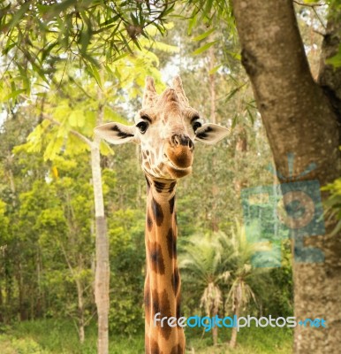 Giraffe Looking For Food During The Daytime Stock Photo