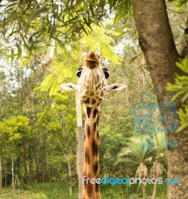 Giraffe Looking For Food During The Daytime Stock Photo