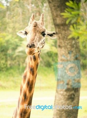 Giraffe Looking For Food During The Daytime Stock Photo