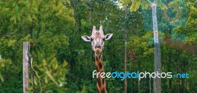 Giraffe Looking For Food During The Daytime Stock Photo