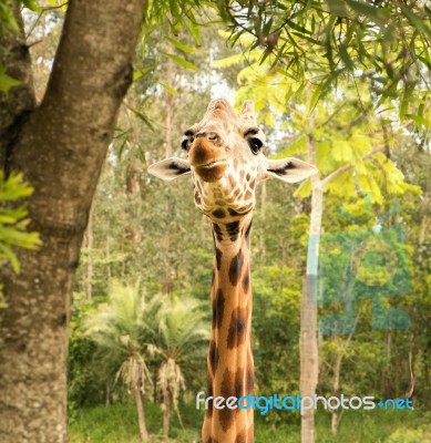 Giraffe Looking For Food During The Daytime Stock Photo