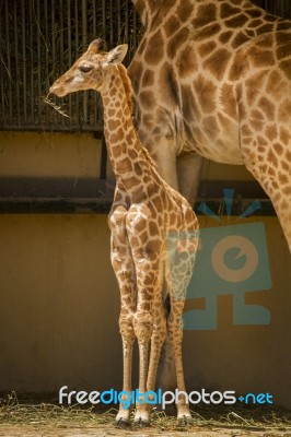 Giraffe On A Zoo Stock Photo