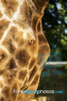 Giraffe On A Zoo Stock Photo