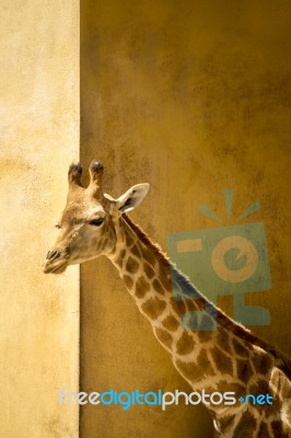 Giraffe On A Zoo Stock Photo