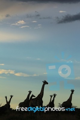 Giraffe Silhouette - African Wildlife - A Free Life Stock Photo