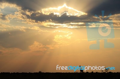 Giraffe Silhouette - African Wildlife - Colors In Nature Stock Photo