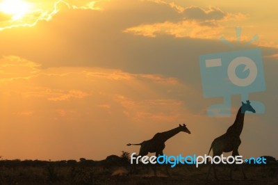 Giraffe Silhouette - African Wildlife - Galloping Life Of Color Stock Photo