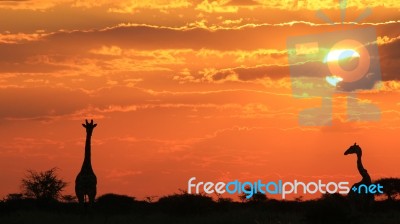 Giraffe Silhouette - African Wildlife - Golden Beauty And Pose Stock Photo