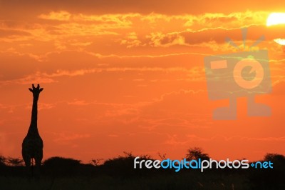 Giraffe Silhouette - African Wildlife - Golden Simplicity Stock Photo