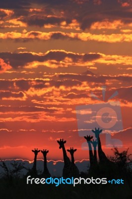 Giraffe Silhouette - African Wildlife - Life In Color Stock Photo