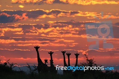 Giraffe Silhouette - African Wildlife - Pink And Red Gold Stock Photo