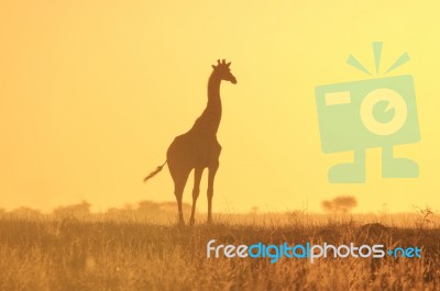 Giraffe Silhouette - African Wildlife - Simplistic Gold Stock Photo