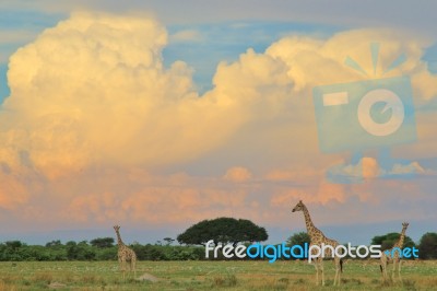 Giraffe Silhouette - African Wildlife - Sunset Bliss And Colors In Nature Stock Photo