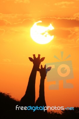 Giraffe Silhouette - African Wildlife - The Golden Pair Stock Photo