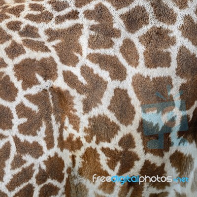 Giraffe Skin Stock Photo