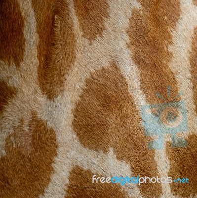 Giraffe Skin Stock Photo