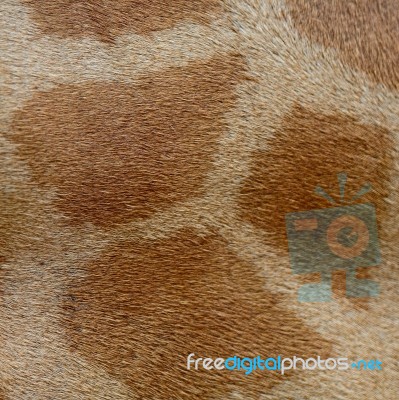 Giraffe Skin Stock Photo