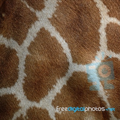 Giraffe Skin Stock Photo