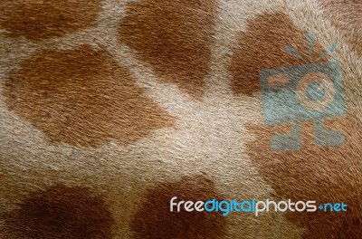 Giraffe Skin Stock Photo