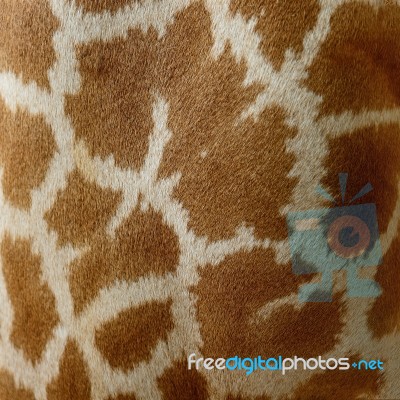 Giraffe Skin Stock Photo