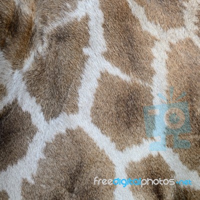 Giraffe Skin Stock Photo