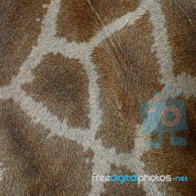 Giraffe Skin Stock Photo