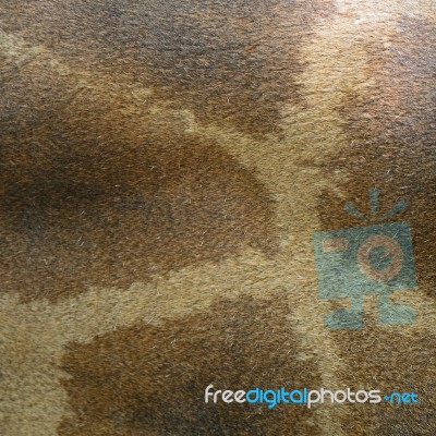 Giraffe Skin Stock Photo